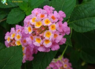 Lantana
