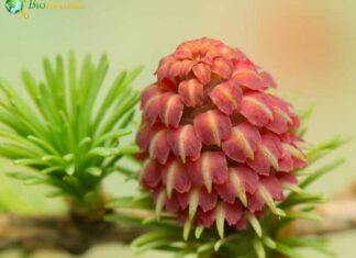 Larch