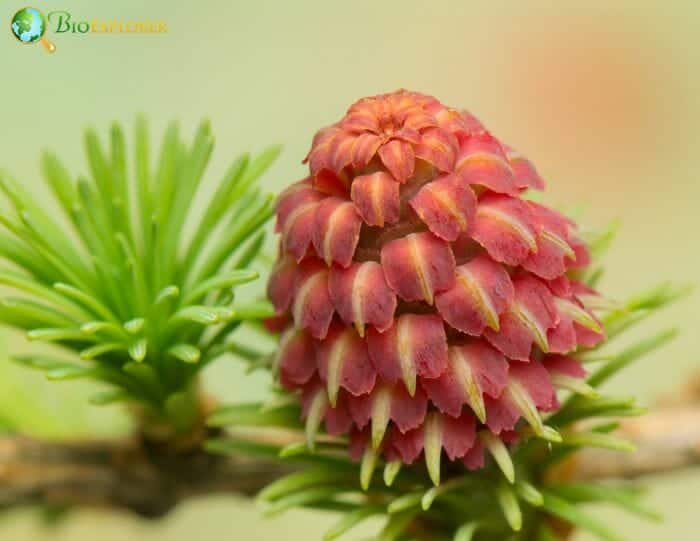 Larch