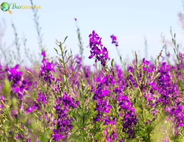 Larkspur Common Types and Varieties Larkspur Common Types and Varieties