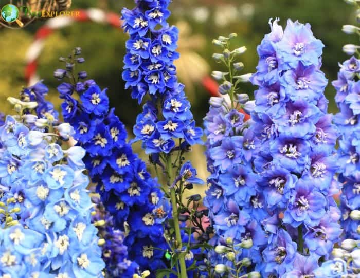 Larkspur Growing Season Planting Care Larkspur Growing Season Planting Care