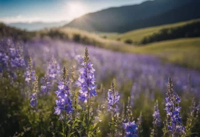 Larkspur Interesting Facts Larkspur Interesting Facts