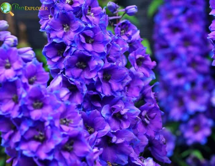 Larkspur Origins and Cultural Meaning Larkspur Origins and Cultural Meaning