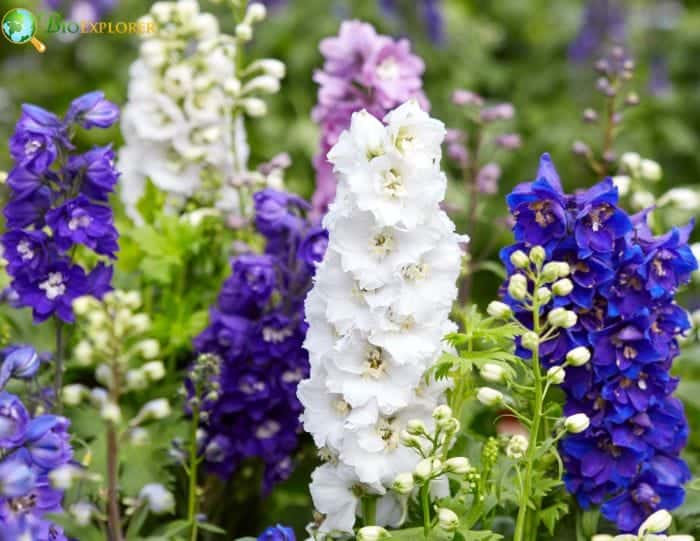 Larkspur Representation Larkspur Representation
