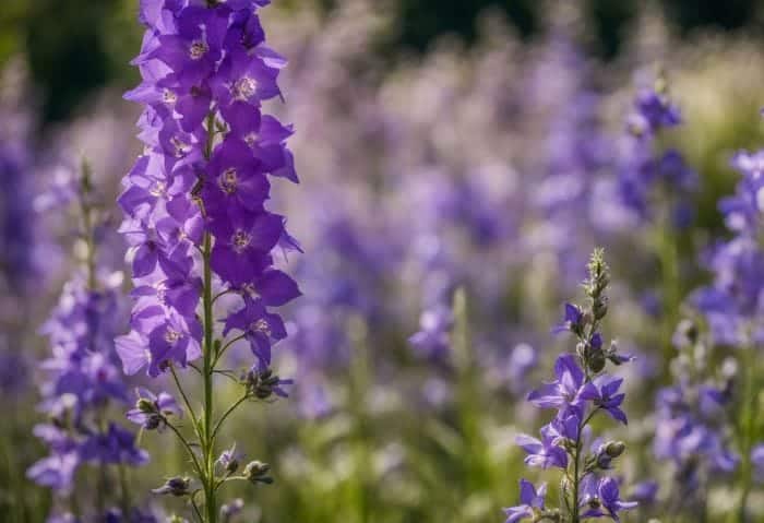 Larkspur The Primary July Birth Flower Larkspur The Primary July Birth Flower