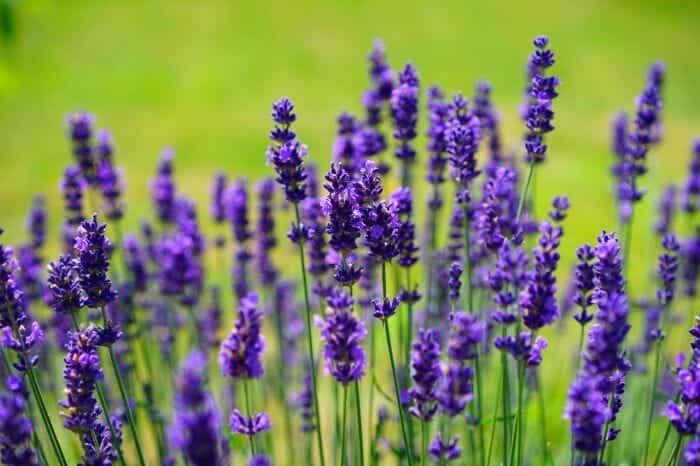 Lavandula Angustifolia Lavandula Angustifolia