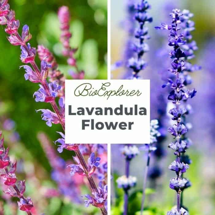 Lavandula Lavandula
