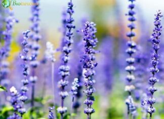 Lavandula