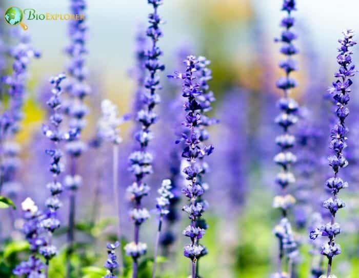 Lavandula