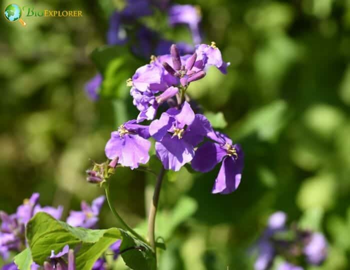 Lavender Dame's Rocket Flowers Lavender Dame's Rocket Flowers