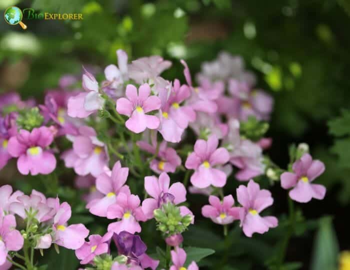 Lavender Nemesia Flowers Lavender Nemesia Flowers