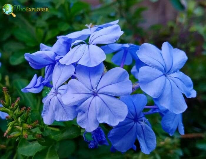 Leadwort