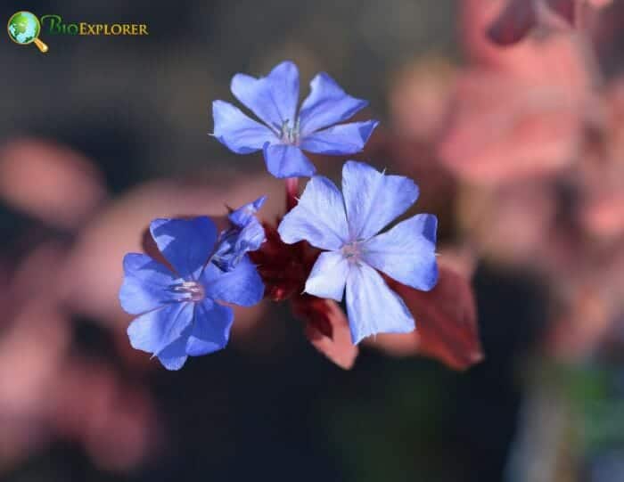 Leadwort Flowers Leadwort Flowers