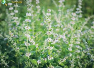 Lemon Balm
