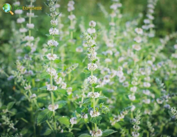 Lemon Balm