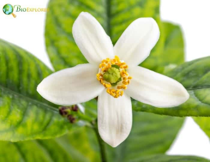 Lemon Blossom Flower Lemon Blossom Flower