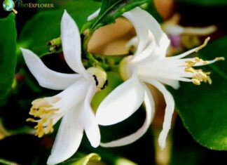 Lemon Blossom