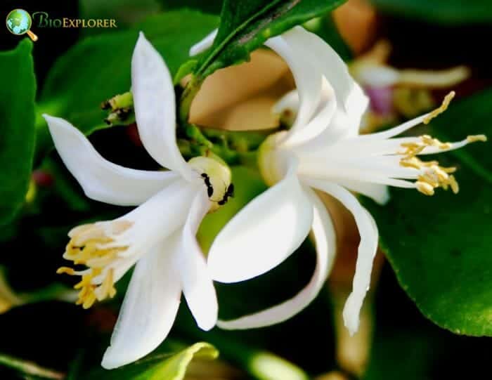 Lemon Blossom