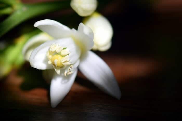 Lemon Blossom Flowers Lemon Blossom Flowers