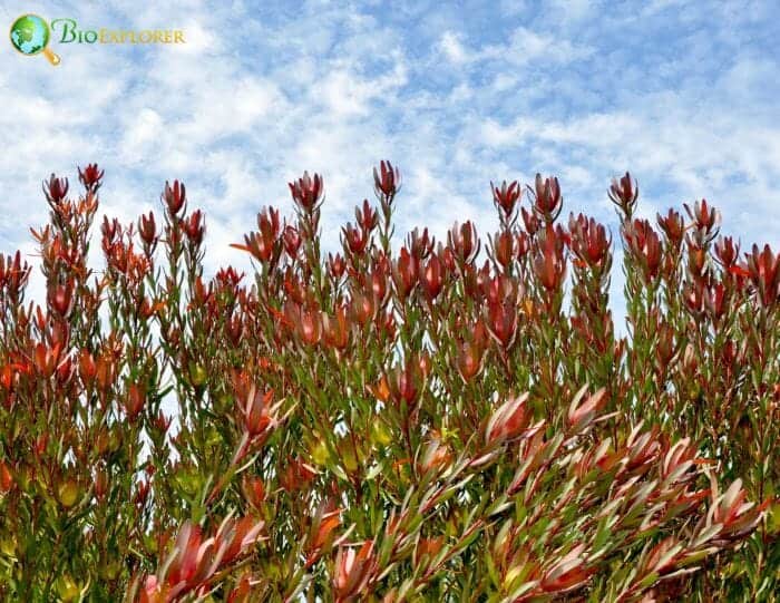Leucadendron Safari Sunset Leucadendron Safari Sunset