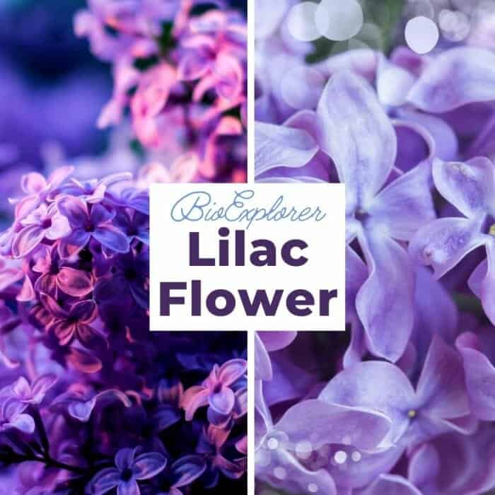 Lilac Lilac