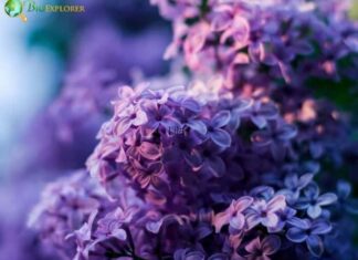 Lilac