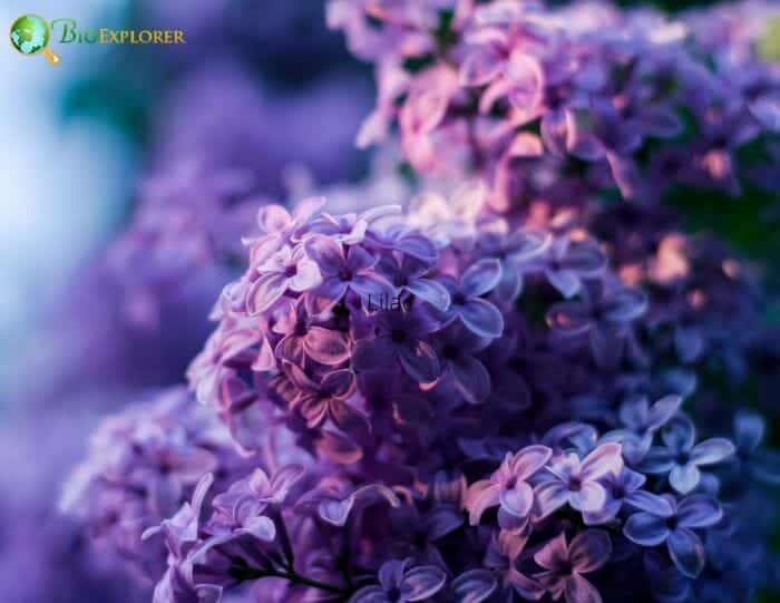 Lilac