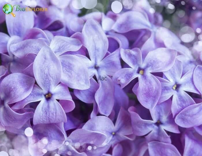 Lilac Flowers Lilac Flowers