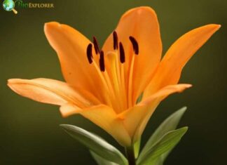Lily