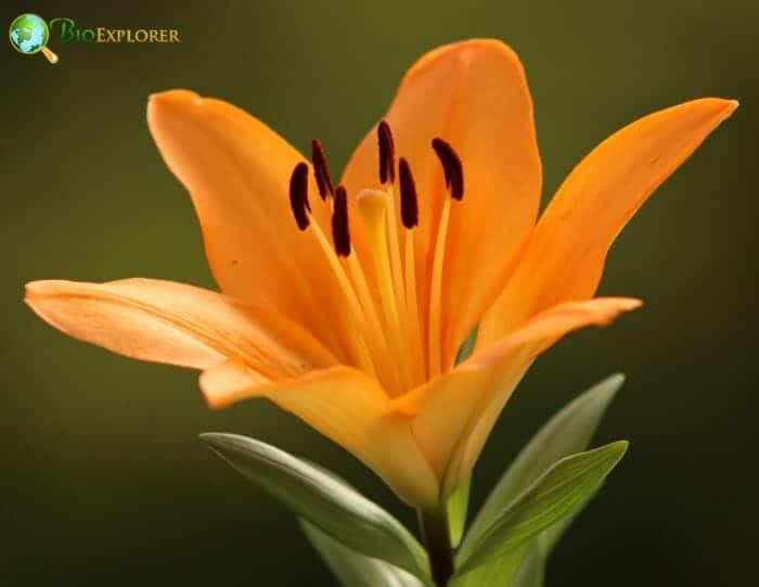 Lily