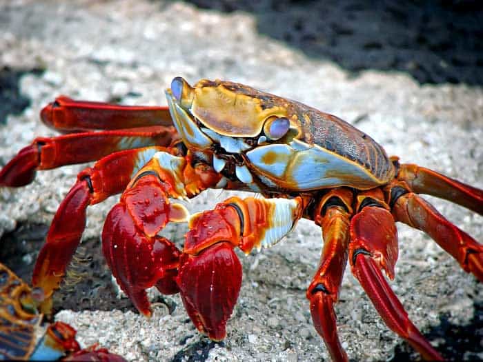 Lobster Lobster