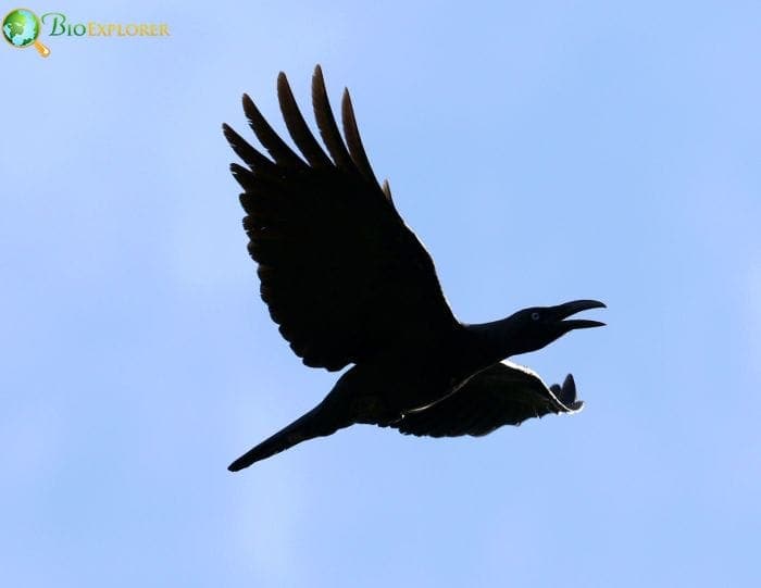 Long Billed Crow Long Billed Crow