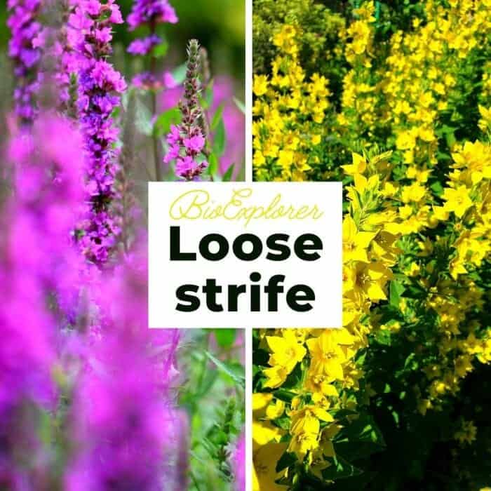Loosestrife Loosestrife