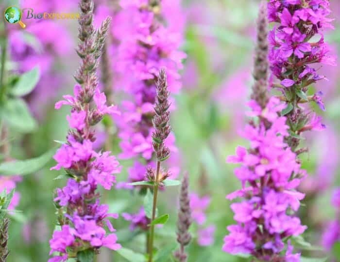 Loosestrife