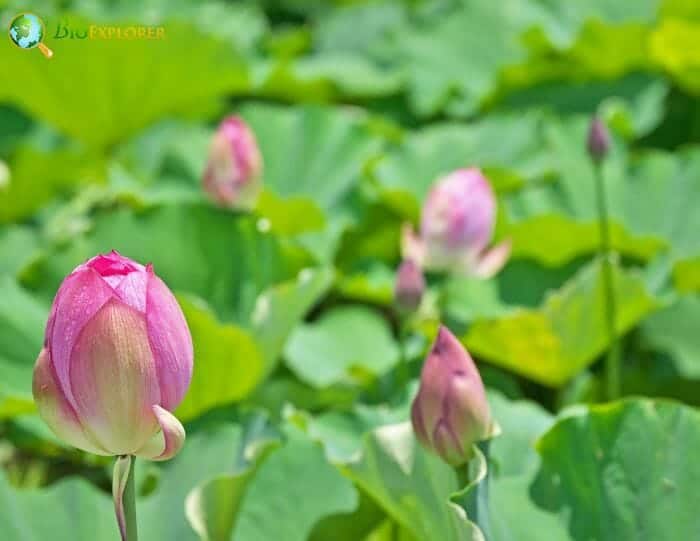 Lotus Flowers Lotus Flowers