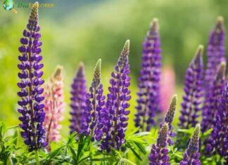 Lupine