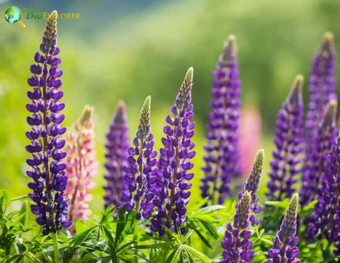 Lupine