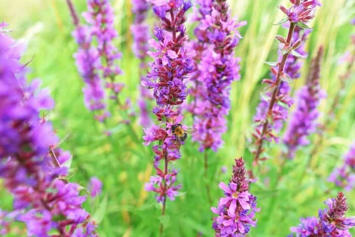 Lythrum Salicaria Lythrum Salicaria