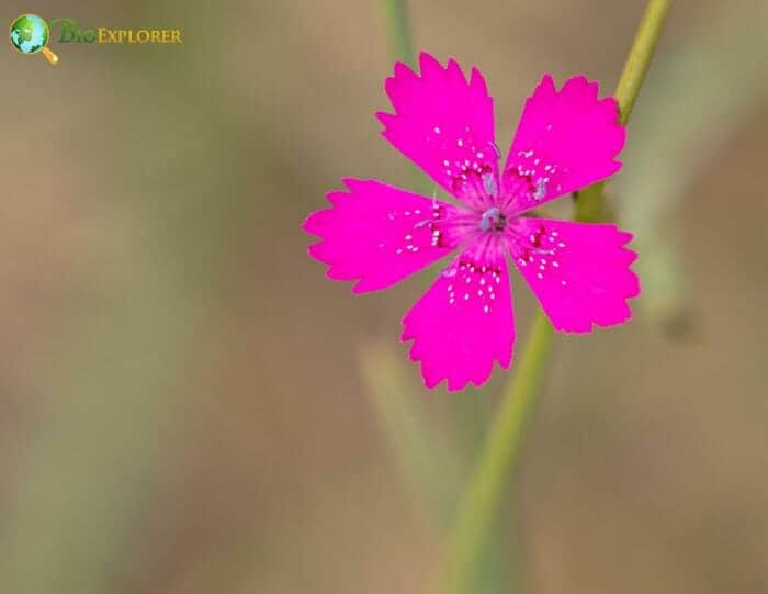 Maiden Pink Flower Maiden Pink Flower