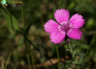 Maiden Pink