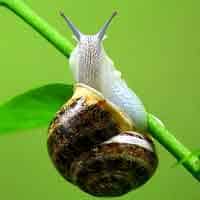 Malacology