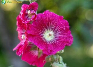 Mallow