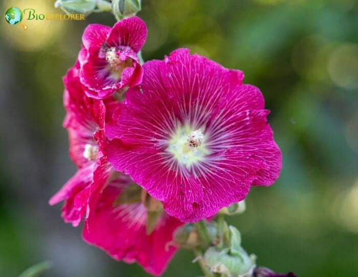 Mallow