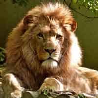 Mammalogy