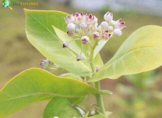 Manchineel