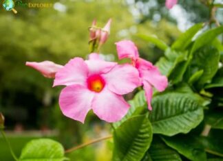 Mandevilla
