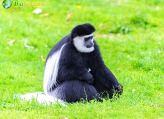 Mantled Guereza