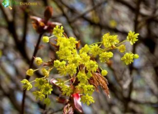 Maple