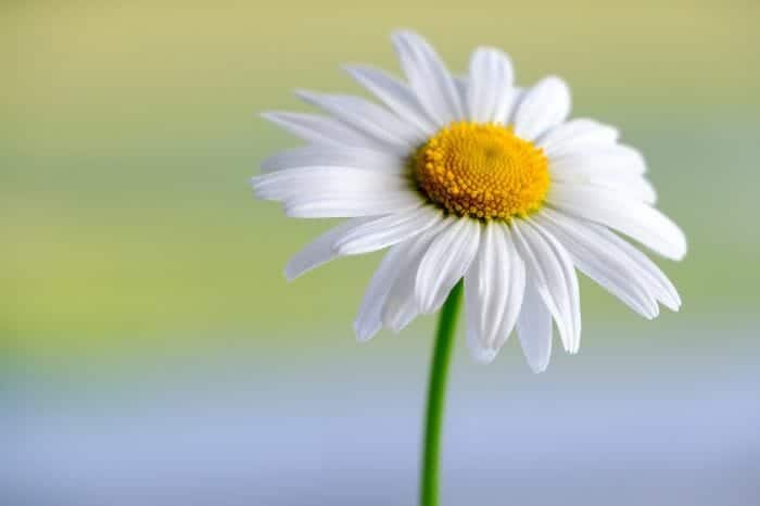 Marguerite Daisies Marguerite Daisies
