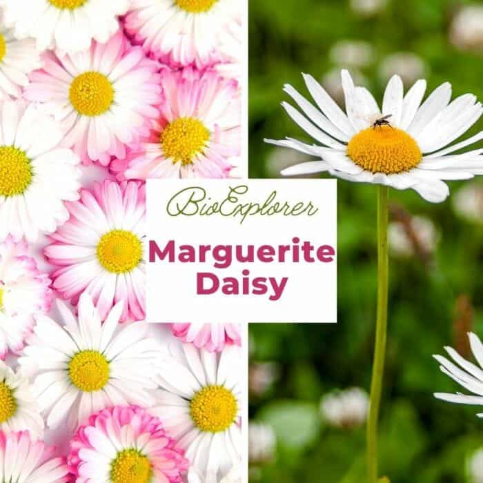 Marguerite Daisy Marguerite Daisy